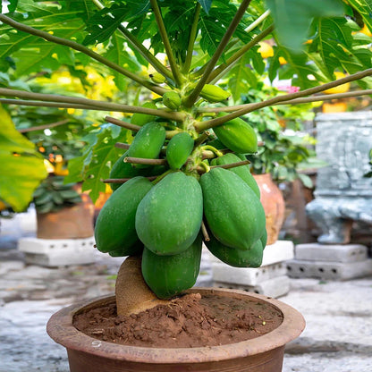 1,000+ Dwarf Indian Pusa Papaya Seeds (Carica papaya) | Fast Fruiting | Compact Tropical Fruit Plant