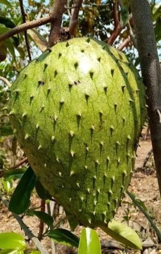 Premium Giant Bangkok Soursop Seeds (Annona muricata) – Sweet Exotic Guanabana Fruit Seeds for Planting