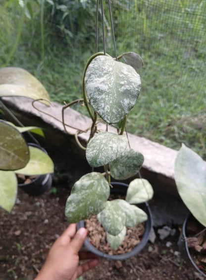 Hoya Waymaniae Cloudy Sky Rare Tropical Indoor Outdoor Wax Plant Seeds / Cuttings (Hoya waymaniae 'Cloudy Sky') – Premium Certified Splash-Foliage Waxflower Plant for Planting