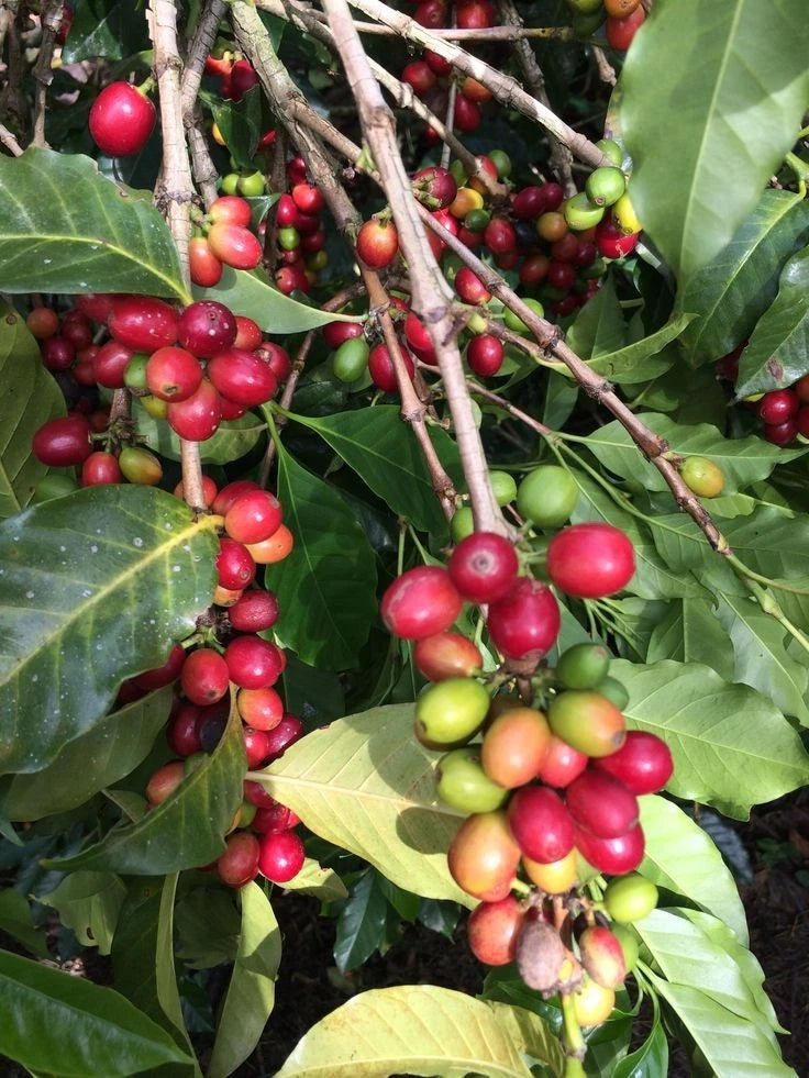 Tanggamus Coffee Seeds (Coffea canephora / arabica) – Rare Lampung Highland Specialty Coffee Beans for Planting and Cultivation