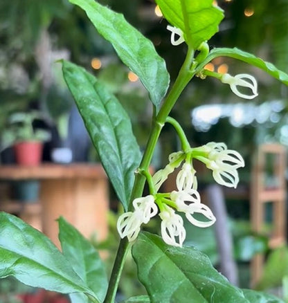 Rare Hoya Decipulae Green Live Plant - Premium Exotic Tropical Wax Plant Vine