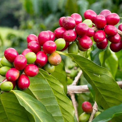Aramosa Coffee Seeds (Coffea sp.) – 120 Pcs Premium Certified Rare Low-Caffeine Specialty Coffee Seeds for Planting