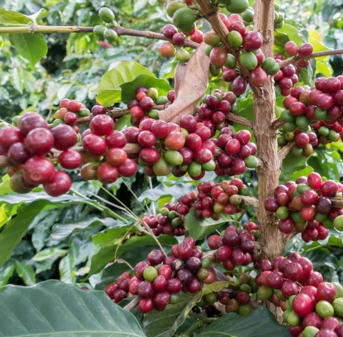 Premium Hybrid H3 Coffee Seeds (Coffea sp.) – 120 Pcs Certified High-Yield Disease-Resistant Gourmet Coffee Bean Seeds for Planting