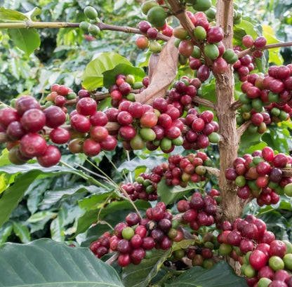 Premium Hybrid H3 Coffee Seeds (Coffea sp.) – 120 Pcs Certified High-Yield Disease-Resistant Gourmet Coffee Bean Seeds for Planting