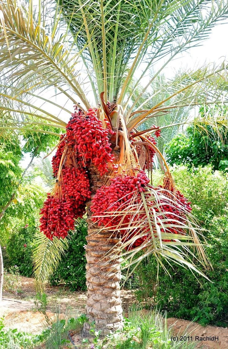 35+ Red Date Palm Seeds (Phoenix dactylifera Dwarf Type / Scarlet Date Palm) – Premium Exotic Fruit Tree & Ornamental Landscape Seeds for Planting