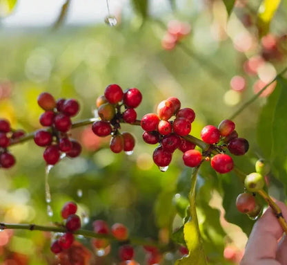 Certified San Ramon Coffee Seeds (Coffea sp.) – Rare Dwarf Bourbon-Type Coffee Bean Seeds for Planting (120+ Pcs)