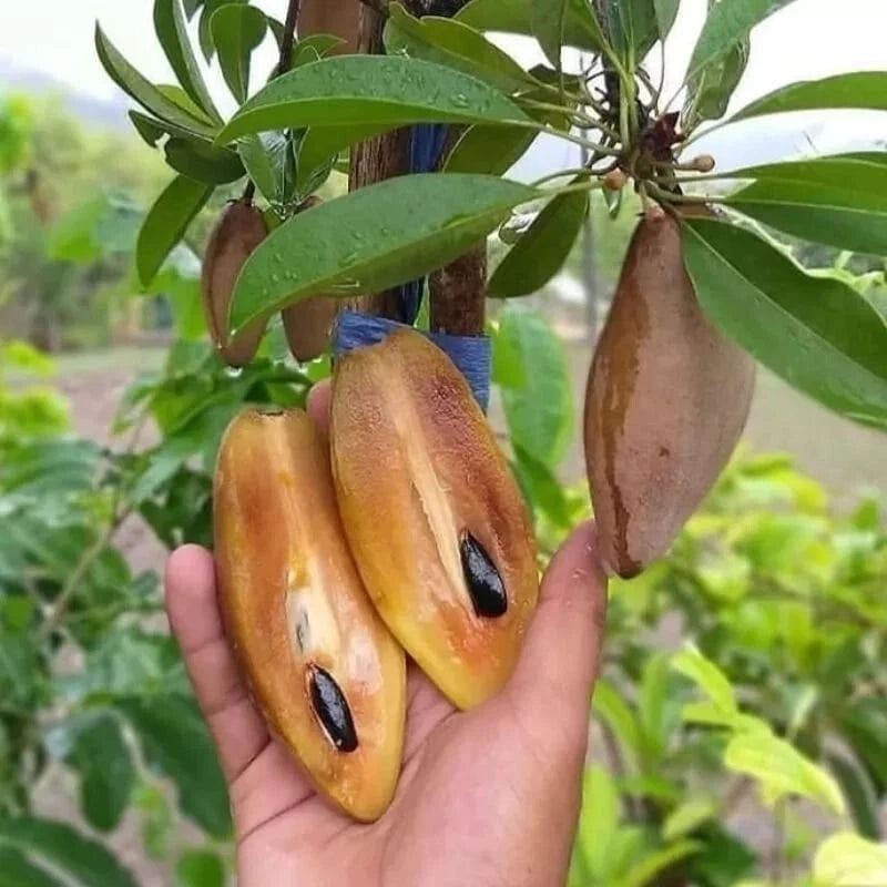35+ Sapodilla Mentimun Seeds (Manilkara zapota var. 'Mentimun') – Rare Cucumber-Shaped Sweet Chiku & Tropical Fruit Tree Seeds for Planting
