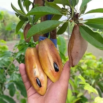35+ Sapodilla Mentimun Seeds (Manilkara zapota var. 'Mentimun') – Rare Cucumber-Shaped Sweet Chiku & Tropical Fruit Tree Seeds for Planting