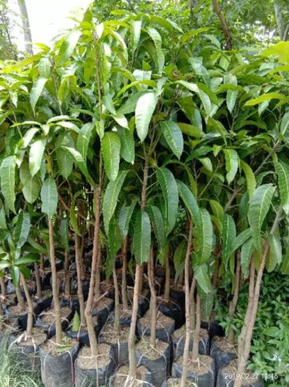 Premium Grafted Sweet Mango Fruit Tree - Fast Fruiting Tropical Mango Plant