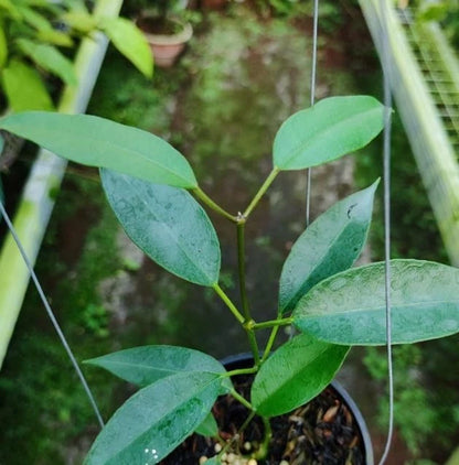 Hoya gildingii - Rare & Fragrant Tropical Wax Plant