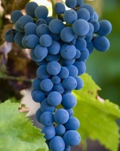 Montreal Blue Grape Seeds (Vitis vinifera / 100+ Premium Cold-Hardy Sweet Table Grape Seeds) – Premium Exotic Botanical Specimen Plant Seeds for Planting