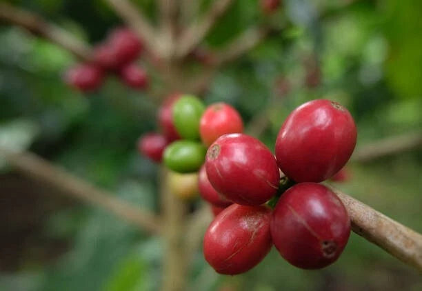 120+ 'Gayo' Coffee Seeds (Coffea arabica var. Gayo) – Elite Highland Estate Botanical Specimen (Collectors Quality)