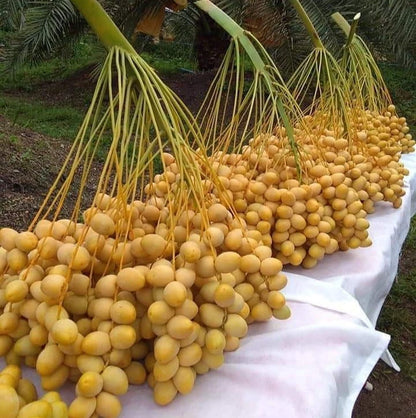 Yellow Barhi Date Palm Seeds (Phoenix dactylifera 'Barhi') – Premium Fresh Yellow Barhee Exotic Fruit Tree Seeds for Planting (35 Pcs)