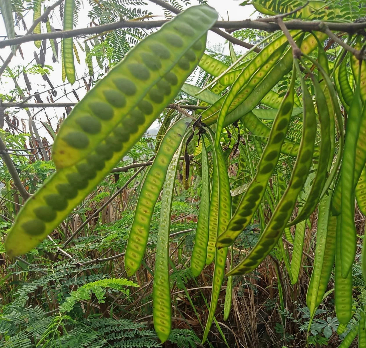 100+ White Lead Tree Seeds (Leucaena leucocephala) – Certified Ipil Ipil & River Tamarind Fast-Growing Tree Crop Seeds for Planting
