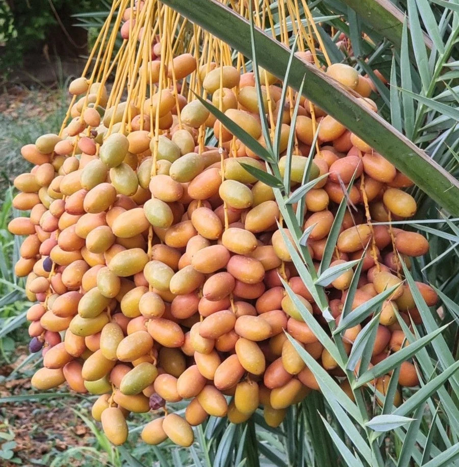 Mabroom Date Palm Seeds (Phoenix dactylifera) – 35+ Premium Fresh Saudi Mabroom Date Palm Seeds for Planting