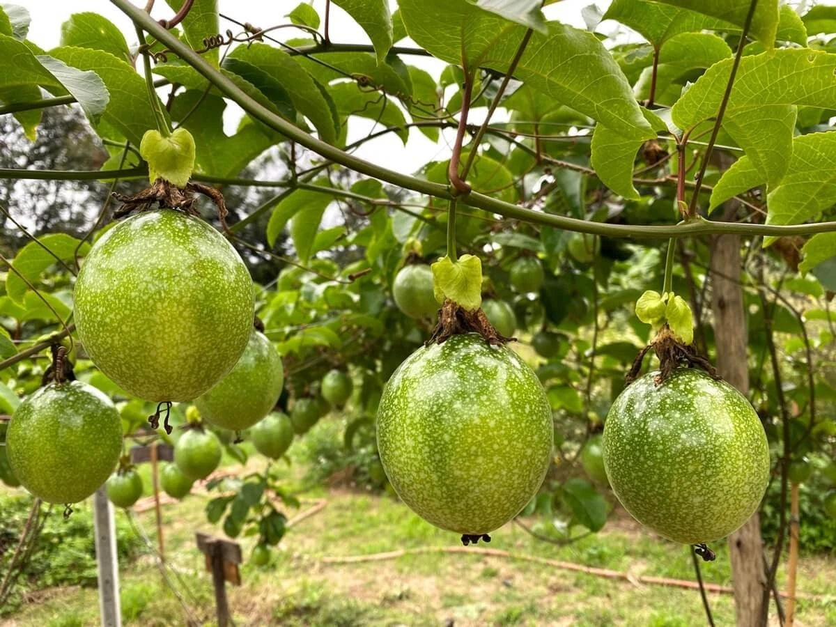 Yellow Passion Fruit Seeds 2,000+ pcs (Passiflora edulis f. flavicarpa) – Premium Certified Sweet Exotic Maracuya Vine Plant Seeds for Planting