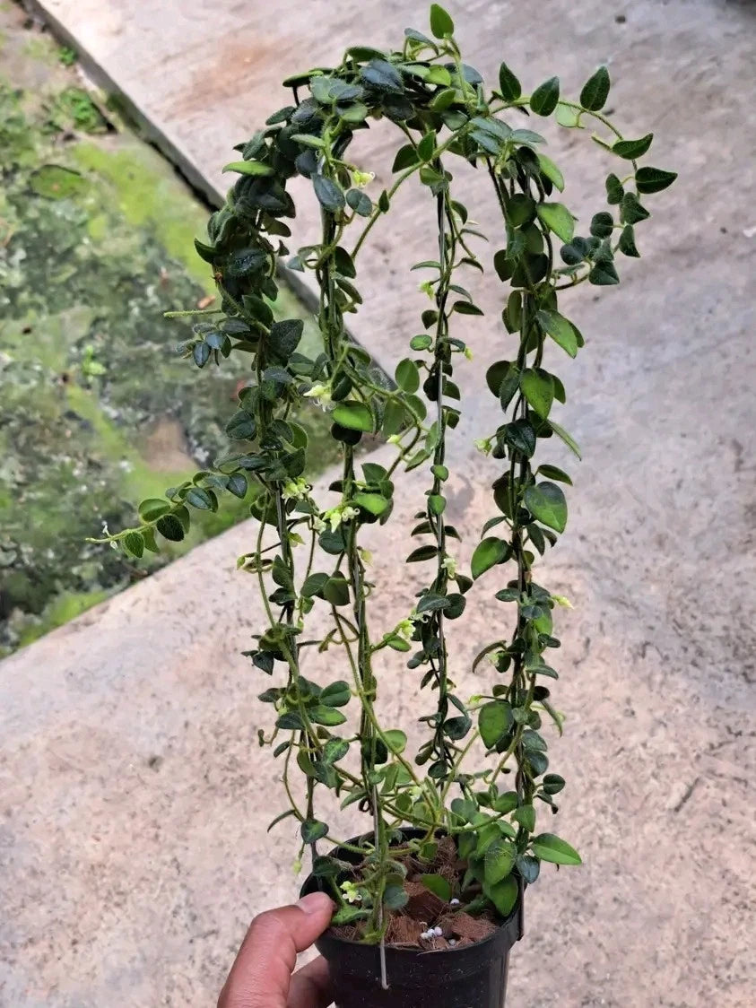 Rare Hoya Papua Live Plant - Exotic Tropical Wax Plant