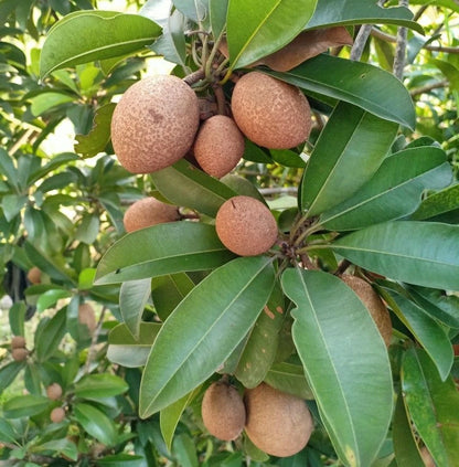 Bali Sapodilla Seeds (Manilkara zapota) – 35 Pcs Premium Rare Sweet Sawo Bali Chico Seeds