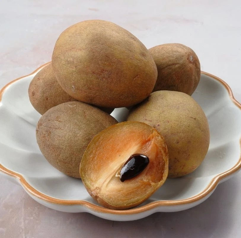 Sapodilla Seeds var. Morena (Manilkara zapota 'Morena') – 35 pcs Premium Fresh Rare Sweet Chico Zapote Seeds