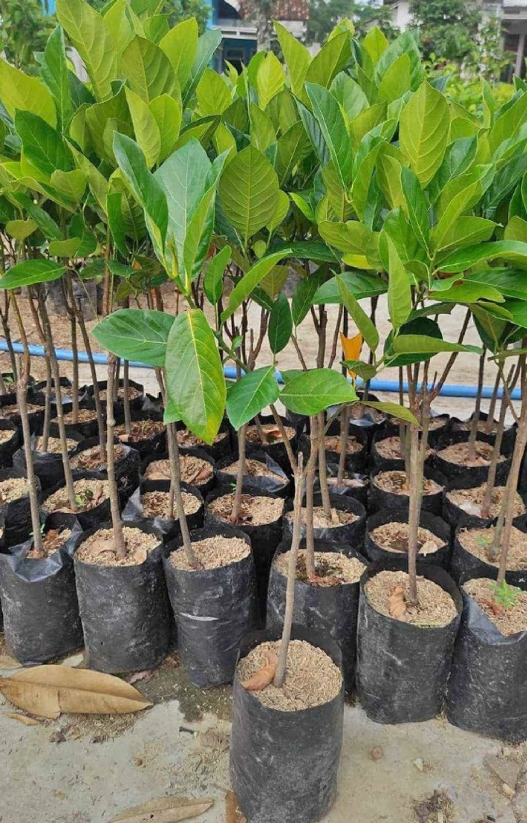 Honey Jackfruit - Premium Grafted Early-Fruiting Tropical Tree