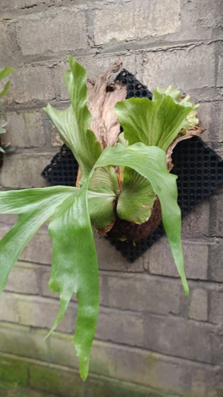 Real Pict Platycerium wandae – Ultra-Rare Premium Giant Queen Staghorn Fern