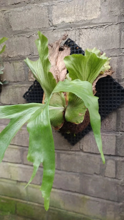 Real Pict Platycerium wandae – Ultra-Rare Premium Giant Queen Staghorn Fern