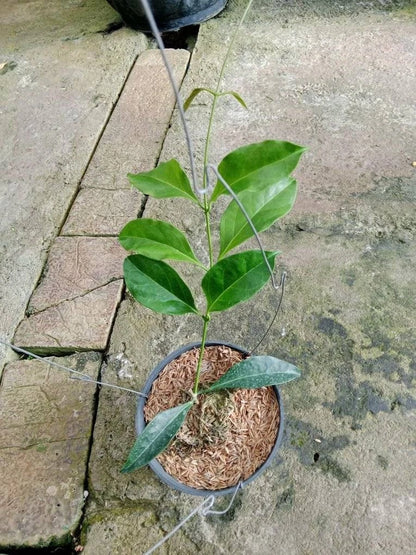 Hoya Unirana (Wax Plant) – Rare Epiphytic Tropical Vine with Distinctive Foliage for Indoor & Outdoor Display