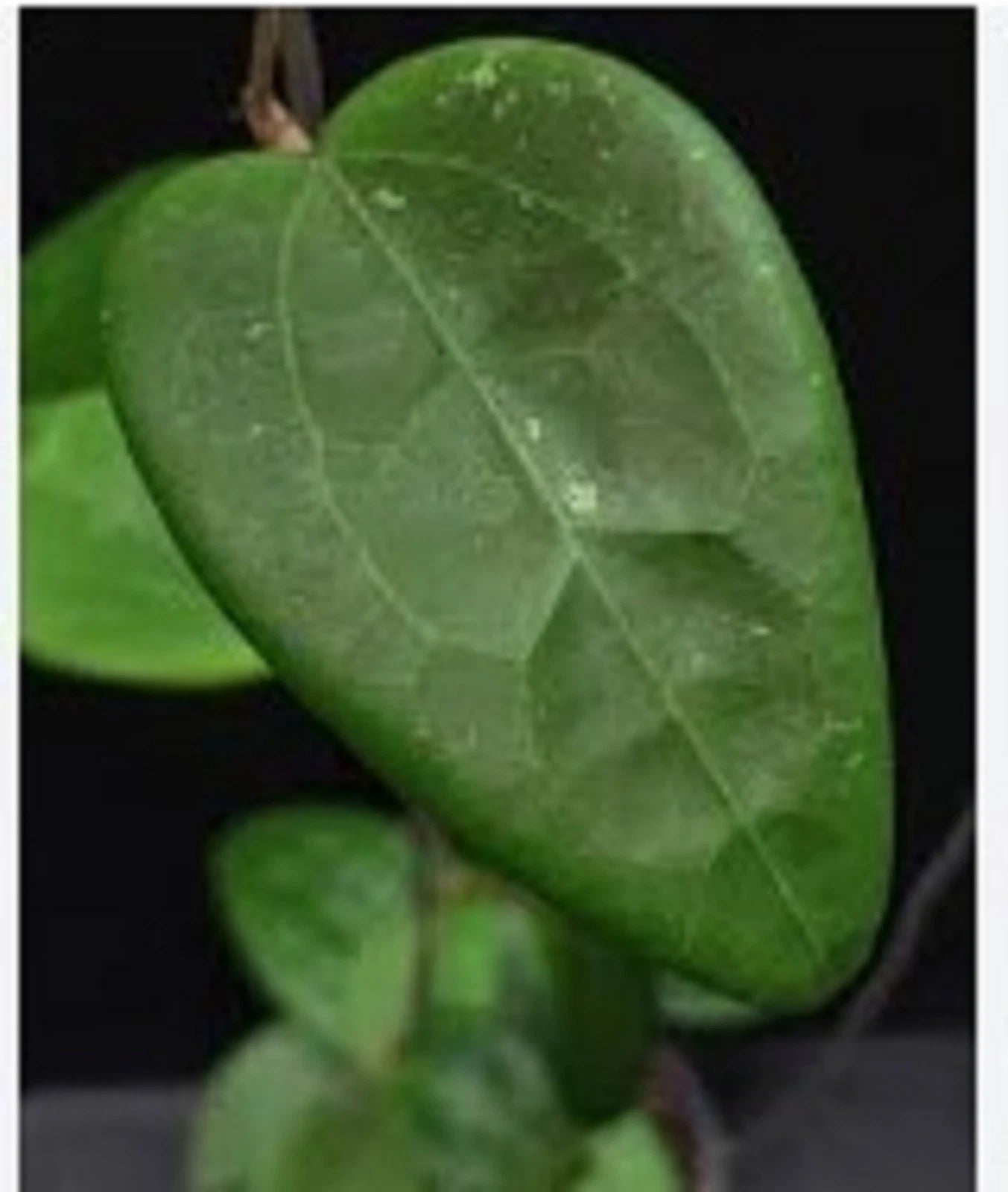 Rare Hoya Imbricata Live Plant - Exotic Tropical Shingle Plant