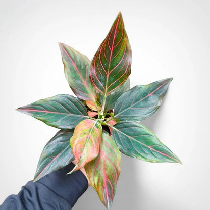 Aglaonema 'Red Vein' - Striking Tropical Foliage