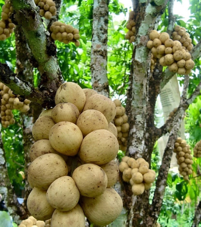Grafted 'Dukong' Duku/Langsat Fruit Tree – Sweet Tropical Lansium domesticum