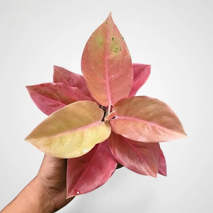 Aglaonema 'Kochin Brown' - Unique & Earthy Tropical Houseplant