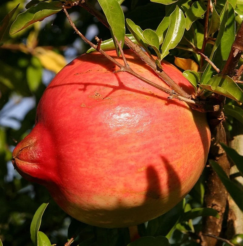 Kazake Pomegranate Seeds (Punica granatum 'Kazake') – 100+ Premium Fresh Cold-Hardy Russian Sweet Pomegranate Seeds