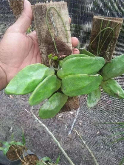 Dischidia Major | Rare Exotic Tropical Wax Plant | Epiphytic Trailing Houseplant | Collector Plant