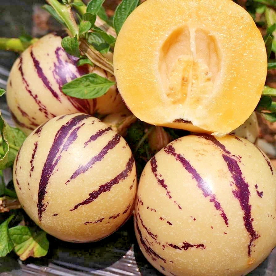 100+ Golden Pepino Seeds | Solanum muricatum | Sweet Melon Pear Fruit | Easy to Grow