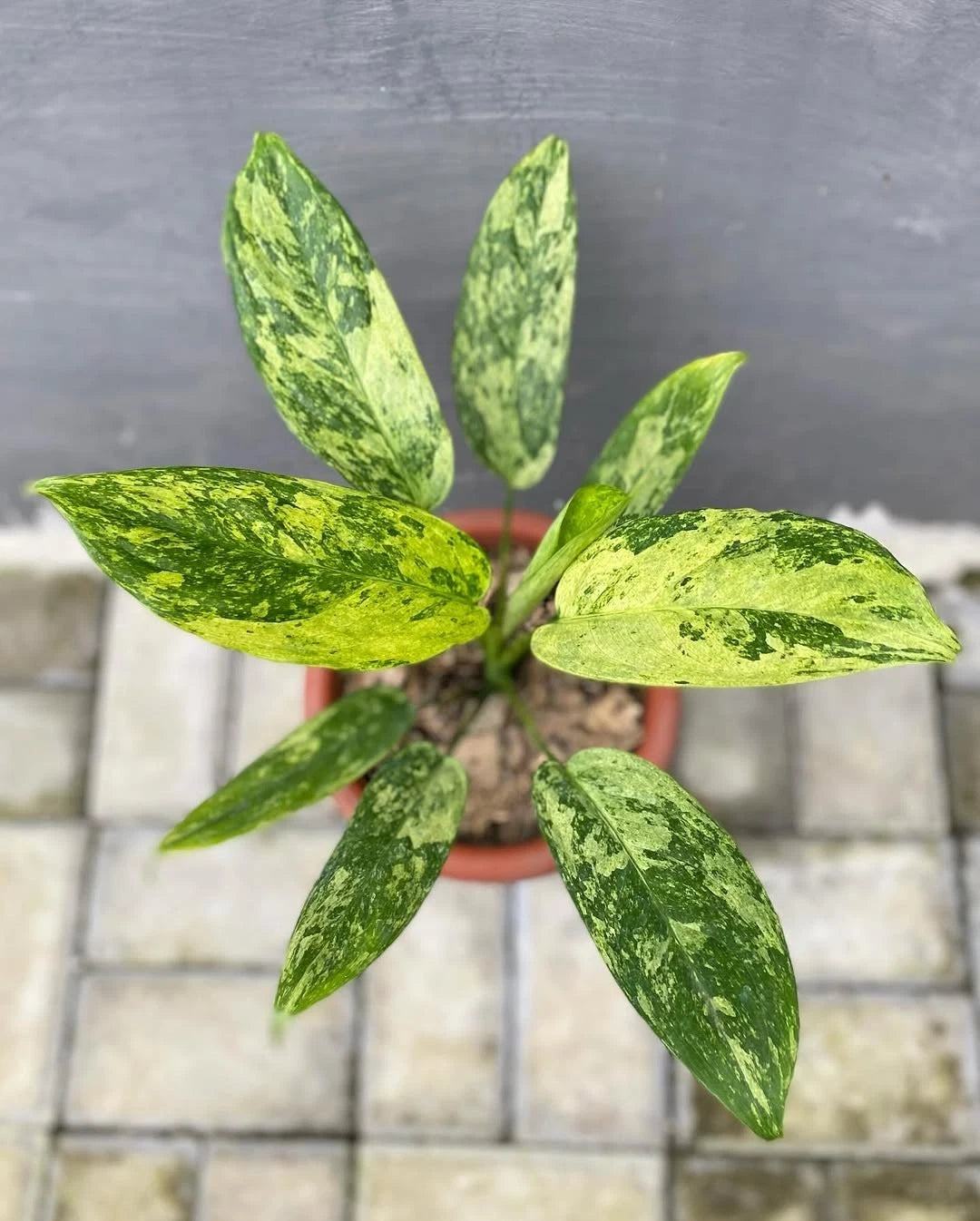 Aglaonema Simplex Variegated - Rare Botanical Specimen