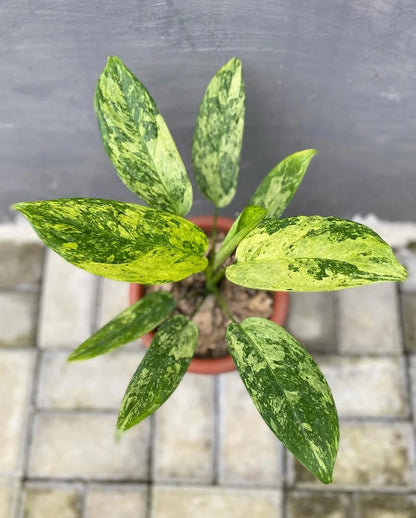 Aglaonema Simplex Variegated - Rare Botanical Specimen