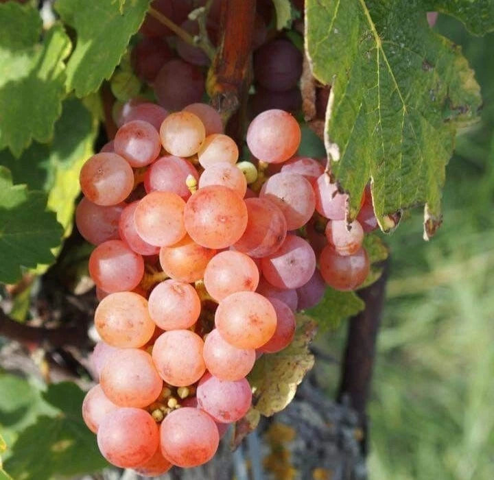 Gewurztraminer Grape Seeds (Vitis vinifera var. Gewurztraminer / 100+ Aromatic Wine Grapevine Seeds) – Premium Exotic Botanical Specimen Plant Seeds for Planting