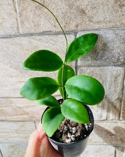 Hoya Mindorensis Seeds (Rare Philippine Tropical Wax Plant Seeds) – Premium Exotic Botanical Specimen Plant Seeds for Planting
