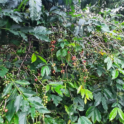 SL28 Coffee Seeds (120+ Bulk Seeds, Coffea arabica var. SL28) – Premium Kenyan Specialty Coffee Plant Seeds for Planting