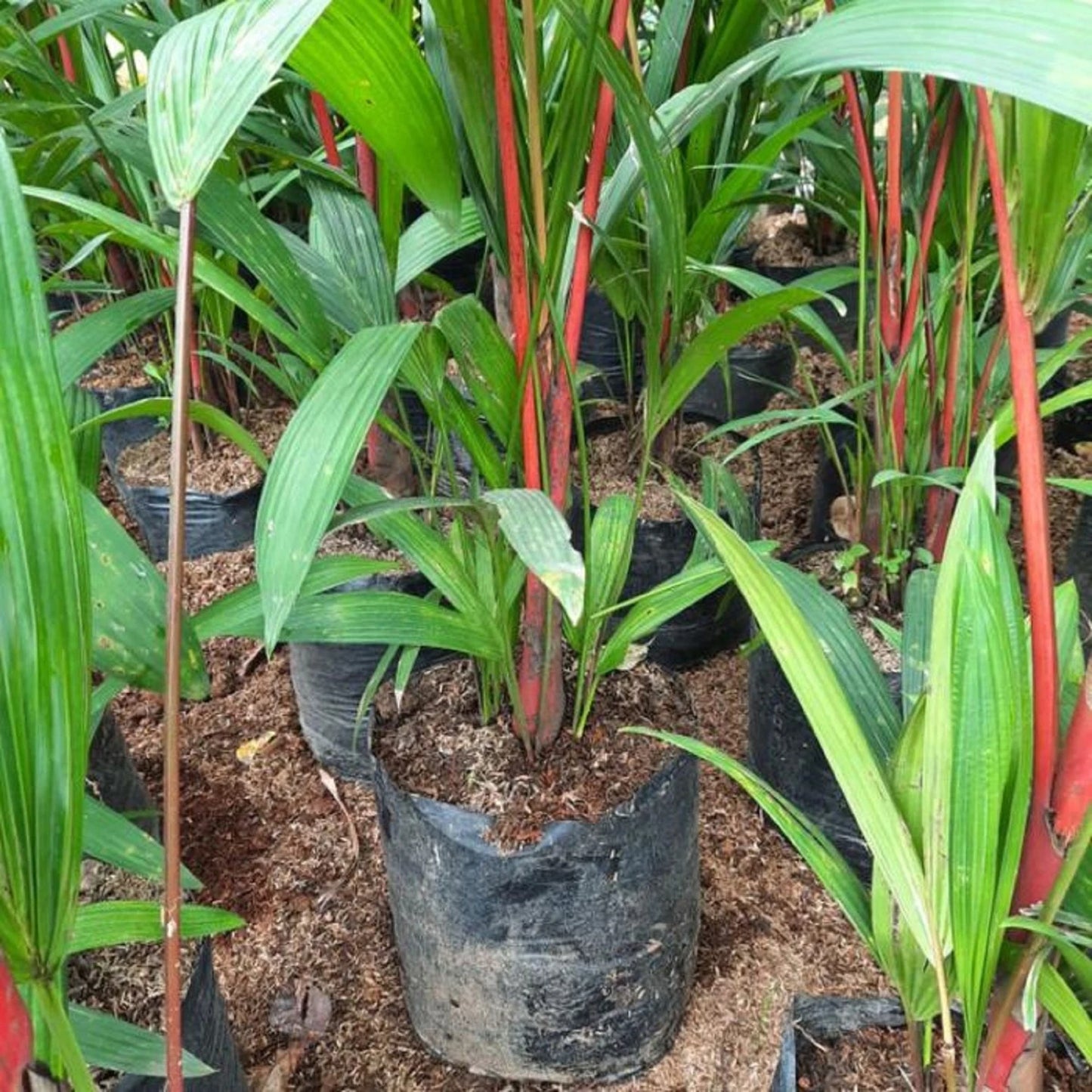 Cyrtostachys renda (Red Sealing Wax Palm) - Rare Tropical Specimen