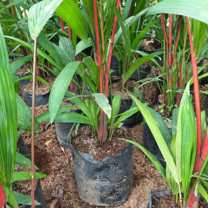 Cyrtostachys renda (Red Sealing Wax Palm) - Rare Tropical Specimen