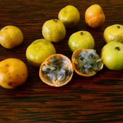 25+ Rambusa Wild Passion Fruit Vine Seeds (Passiflora foetida) – Exotic Tropical Edible Vine Seeds