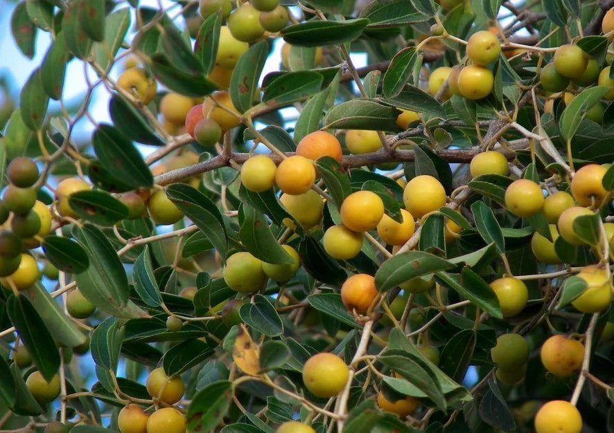 Yellow Putsa Apple Seeds 100+ pcs (Ziziphus spina-christi) – Premium Certified Arabian Jujube Christ's Thorn Fruit Tree Plant Seeds for Planting