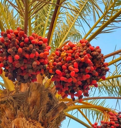 Khuneizi Date Palm Seeds (Phoenix dactylifera) – 35+ Premium Fresh Authentic Khuneizi Sweet Date Seeds for Planting
