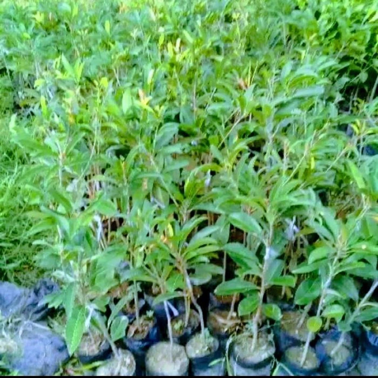 Jumbo Thai Sapodilla (Manilkara zapota) - Premium Grafted Exotic Fruit Tree