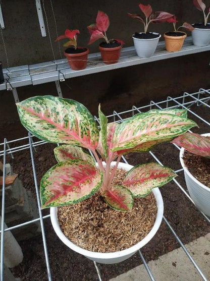 Rare Aglaonema Sweet Dream Live Plant - Premium Tropical Chinese Evergreen Houseplant
