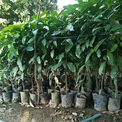 Mlinjo Grafted - Fast-Fruiting Gnetum Gnemon Tropical Tree (Pot-Friendly)