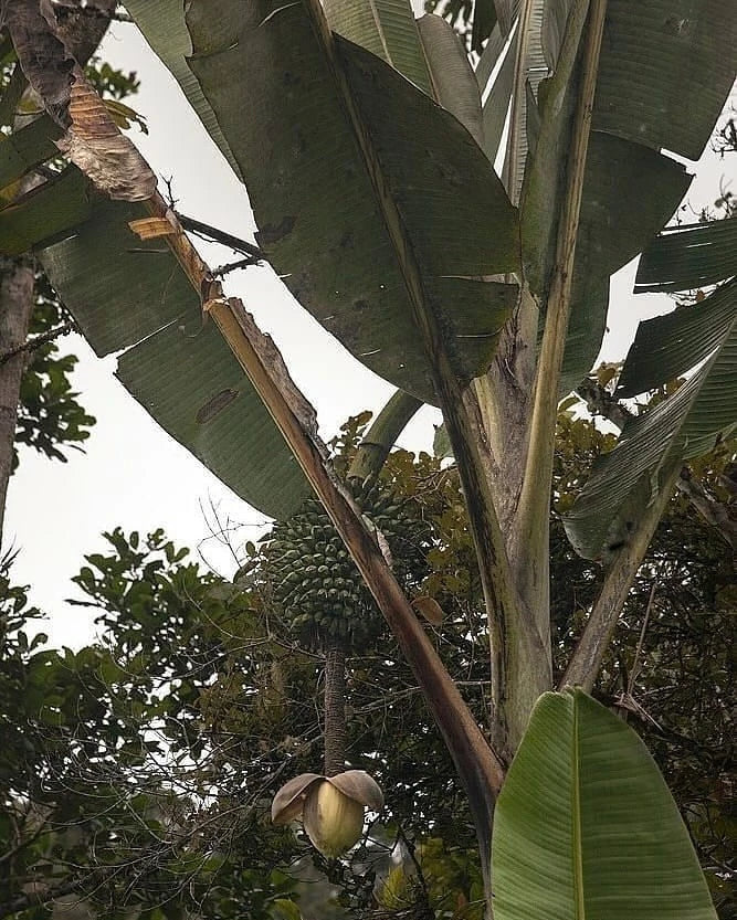 Giant Banana Seeds (Musa ingens / 250+ World's Largest Herbaceous Plant Tree Seeds) – Premium Exotic Botanical Specimen Plant Seeds for Planting