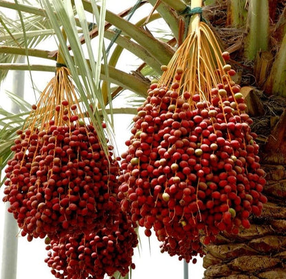 Red Zahidi Date Palm Seeds (Phoenix dactylifera) – 35+ Premium Rare Sweet Red Zahidi Date Seeds