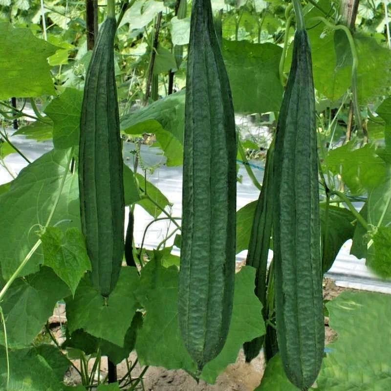 Smooth Luffa Sponge Gourd Seeds (Luffa aegyptiaca) – 1,000+ Bulk Premium Seeds